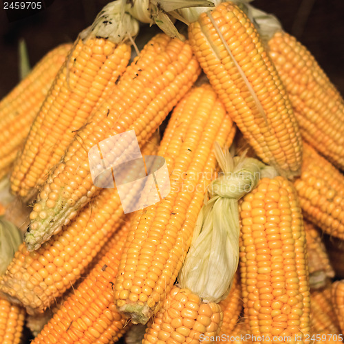 Image of fresh yellow corn vegetable