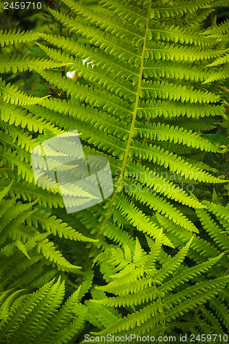 Image of Fresh green fern leaves 