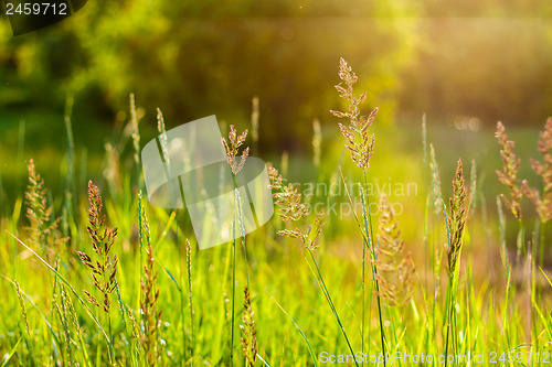 Image of Fresh Summer Green Grass
