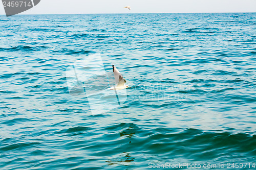 Image of Flying seagull over blue water background 