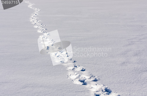 Image of Footsteps On The Snow
