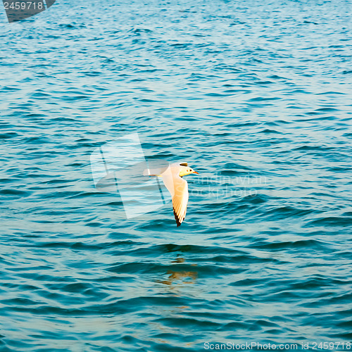 Image of Flying seagull over blue water background 