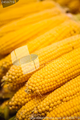 Image of fresh yellow corn vegetable