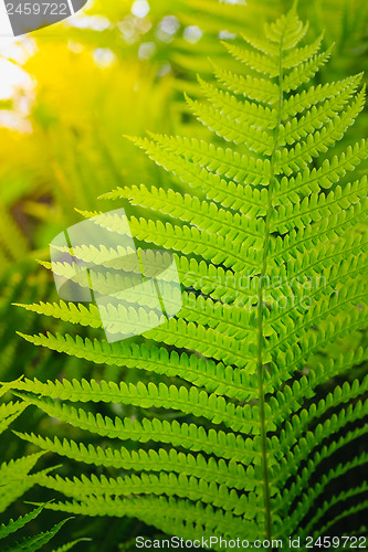 Image of Fresh green fern leaves 
