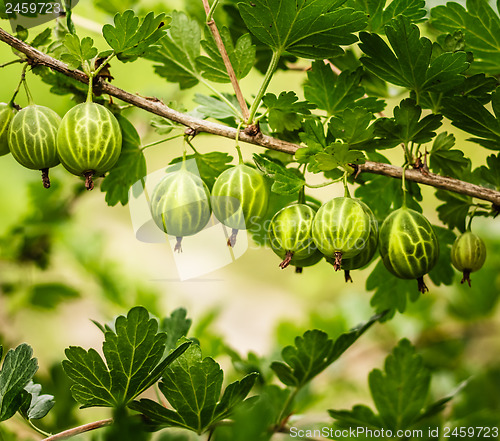 Image of Gooseberries On A Bush In The Garden 