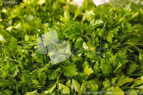 Image of Fresh parsley bunch