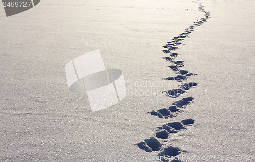 Image of Footsteps On The Snow