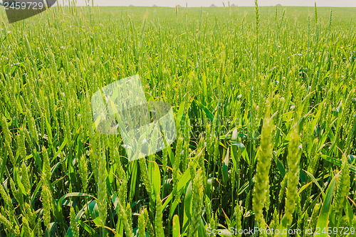 Image of Green Barley Ears