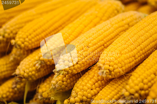 Image of fresh yellow corn vegetable