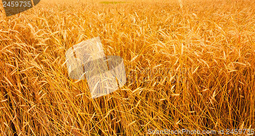 Image of Golden Barley Ears Background