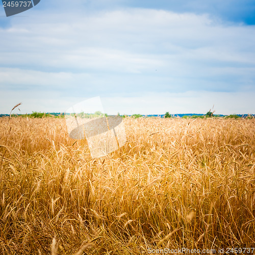 Image of Golden Barley Ears
