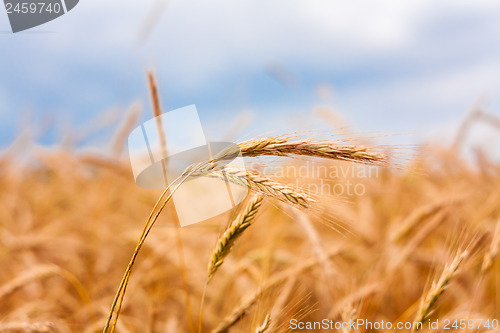 Image of Golden Barley Ears