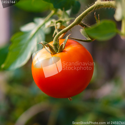 Image of Fresh red tomato