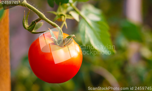 Image of Fresh red tomato