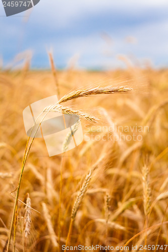 Image of Golden Barley Ears