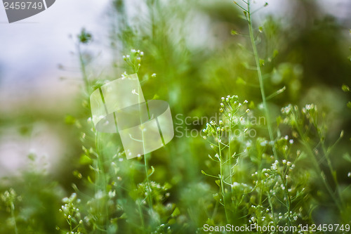 Image of Fresh Spring Green Grass
