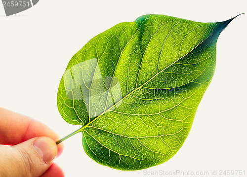 Image of Green Leaf Isolated On White Background