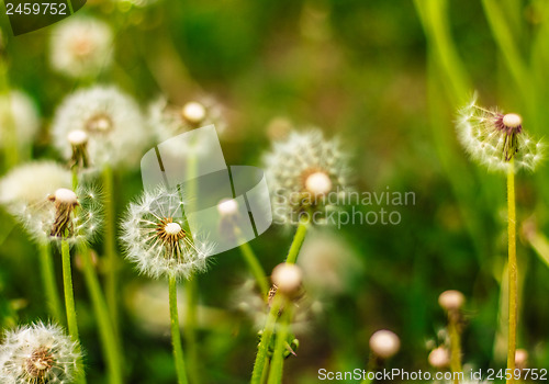 Image of Fresh Spring Green Grass And Dandelions