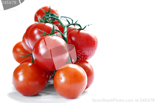 Image of Vine Tomatoes Over White