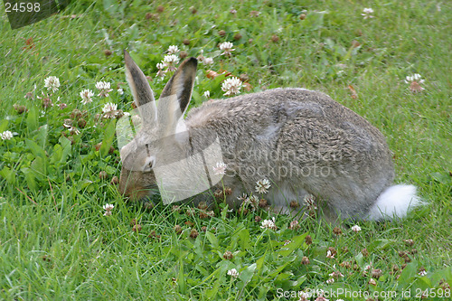 Image of rabbit feeding