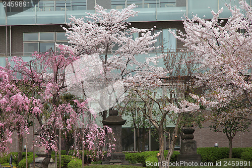 Image of Tokyo cherry blossom