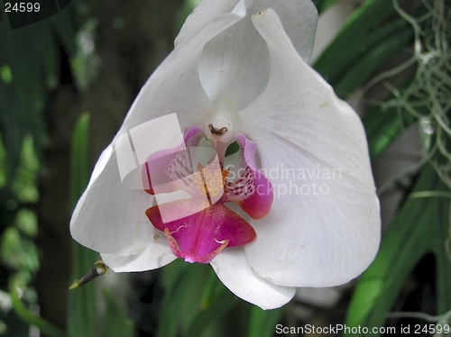 Image of Orchid