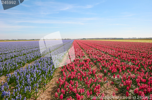 Image of Hyacinth field