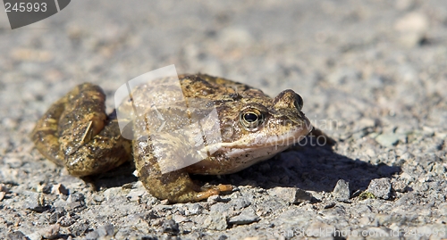 Image of Toad