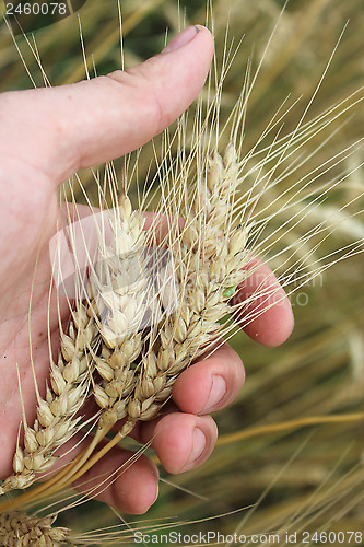 Image of spikelets of wheat in the hand