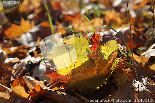 Image of Beautiful autumn foliage