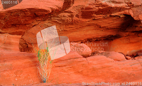 Image of Green plant growing out of the red rock in the Valley of Fire