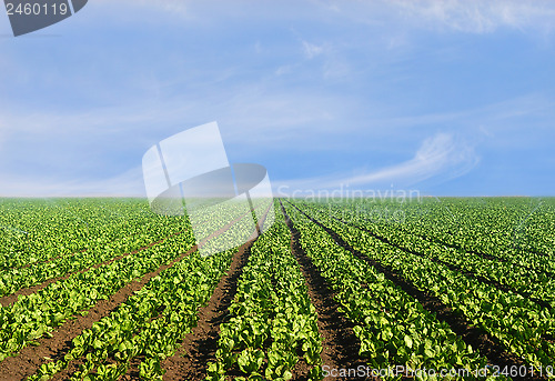 Image of Lush agricultural field of lettuce