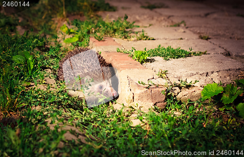 Image of Hedgehog At Night