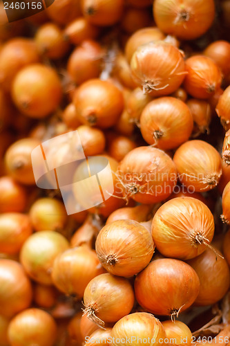 Image of Harvest of the vegetables