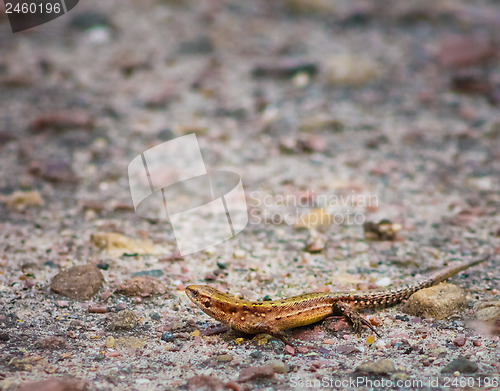 Image of Lizard On Stone