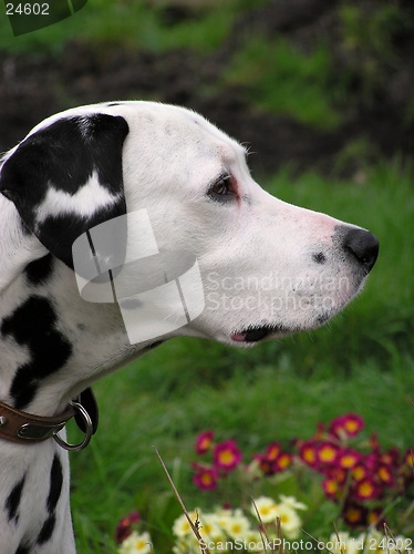 Image of Dalmatian Profile