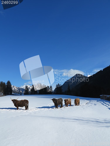 Image of winter  cow