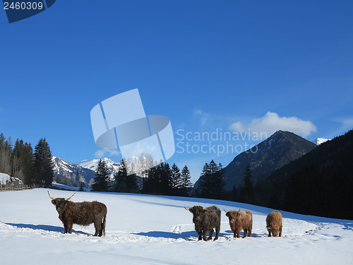 Image of winter  cow