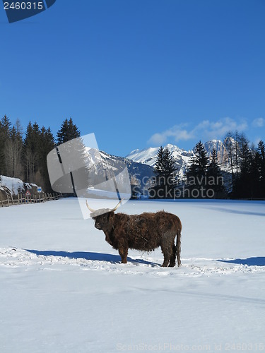 Image of winter  cow