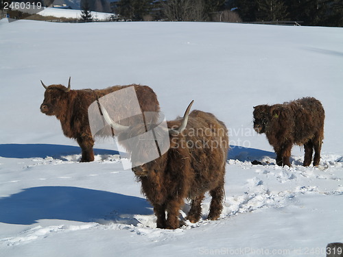 Image of winter  cow
