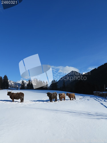 Image of winter  cow