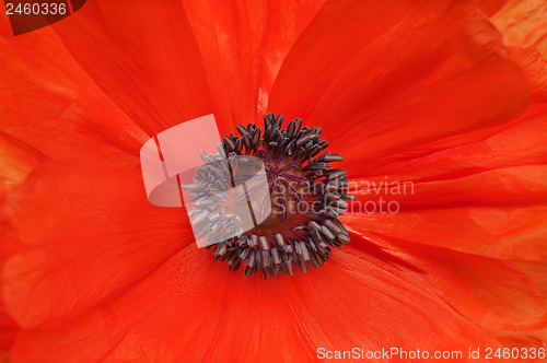 Image of Macro shot of single red poppy.