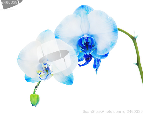 Image of Real blue orchid arrangement centerpiece isolated on white backg