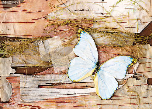 Image of Abstract composition from butterflies, birch bark and straw.