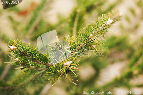 Image of Green branch of the pine tree.