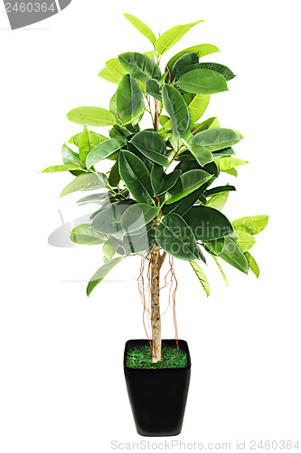 Image of Ficus elastica (Indian Rubber Bush) in black flowerpot on white 