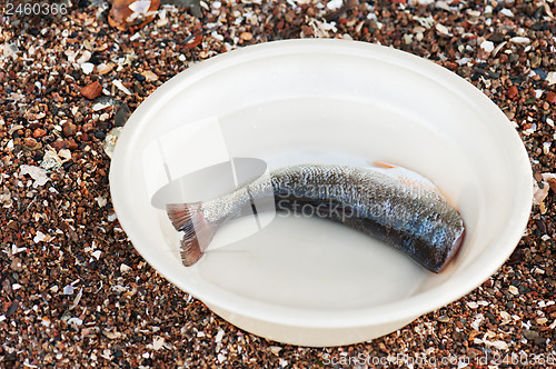 Image of Cut fish rudd in a plastic bowl.