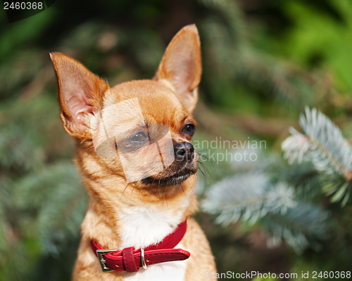 Image of Red chihuahua dog on garden background.