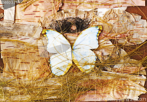 Image of Abstract composition of butterflies, birch bark and straw.