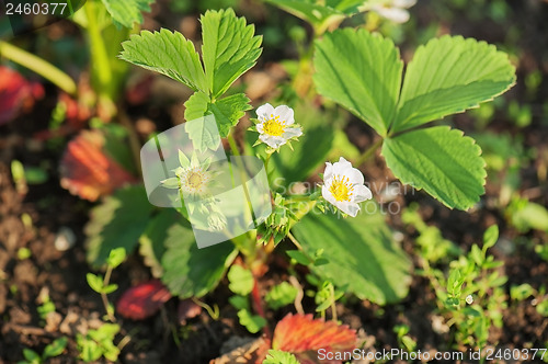 Image of Flowering strawberries in the garden.